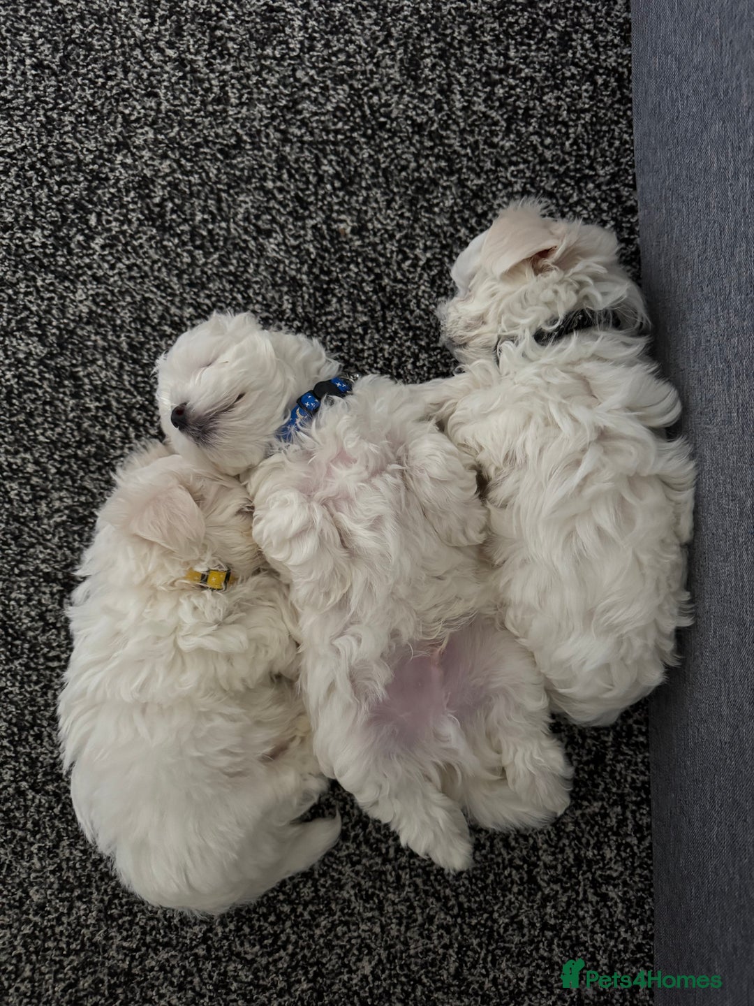Maltese dogs for sale: 🐶 Adorable Male Maltese Puppies for Sale 🐾 - Image 8