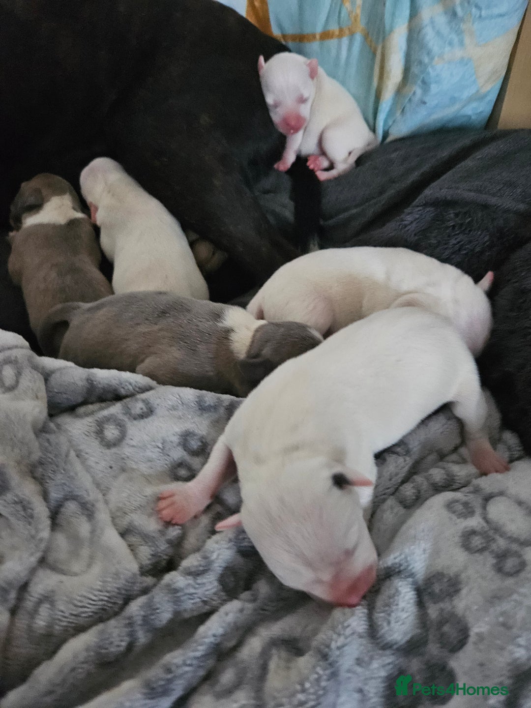 Staffordshire Bull Terrier dogs for sale:  Unique Classic Markings - Image 23