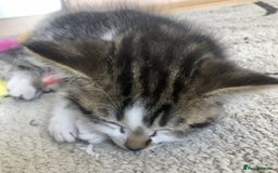 Mixed Breed cats for sale: 1 Cute kitten for sale  "" Price drop " - Image 5
