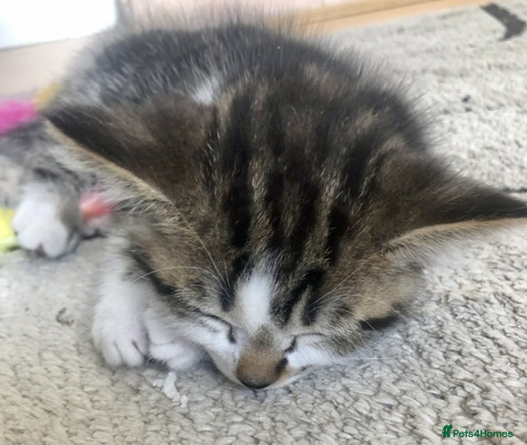 Mixed Breed cats for sale: 1 Cute kitten for sale  "" Price drop " - Image 5