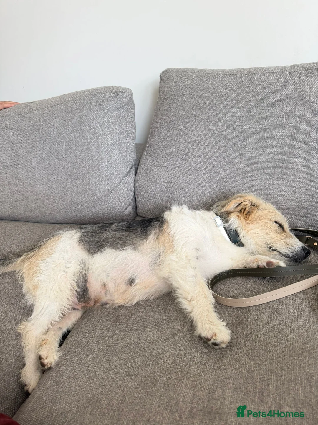 Mixed Breed dogs for adoption: Angel (Canan) – Could You Be Her Happy Ending? ❤️ - Advert 2