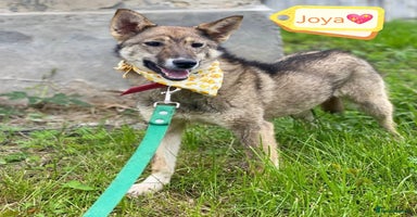 Mixed Breed dogs - Advert 8
