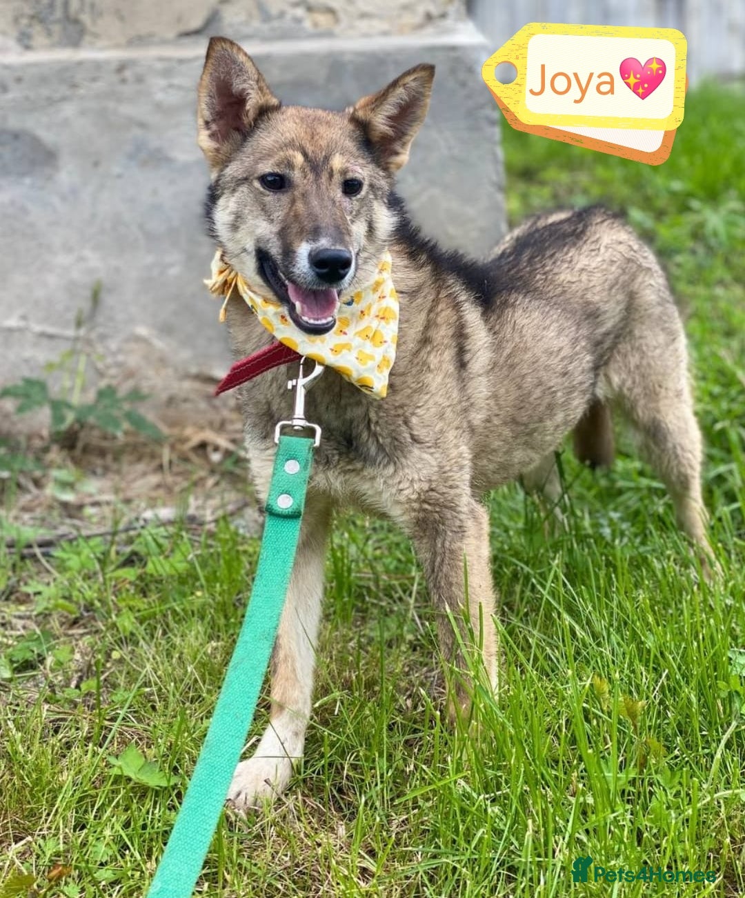 Mixed Breed dogs for adoption: 💖🐶 JOYA 🐶💖 - Image 3