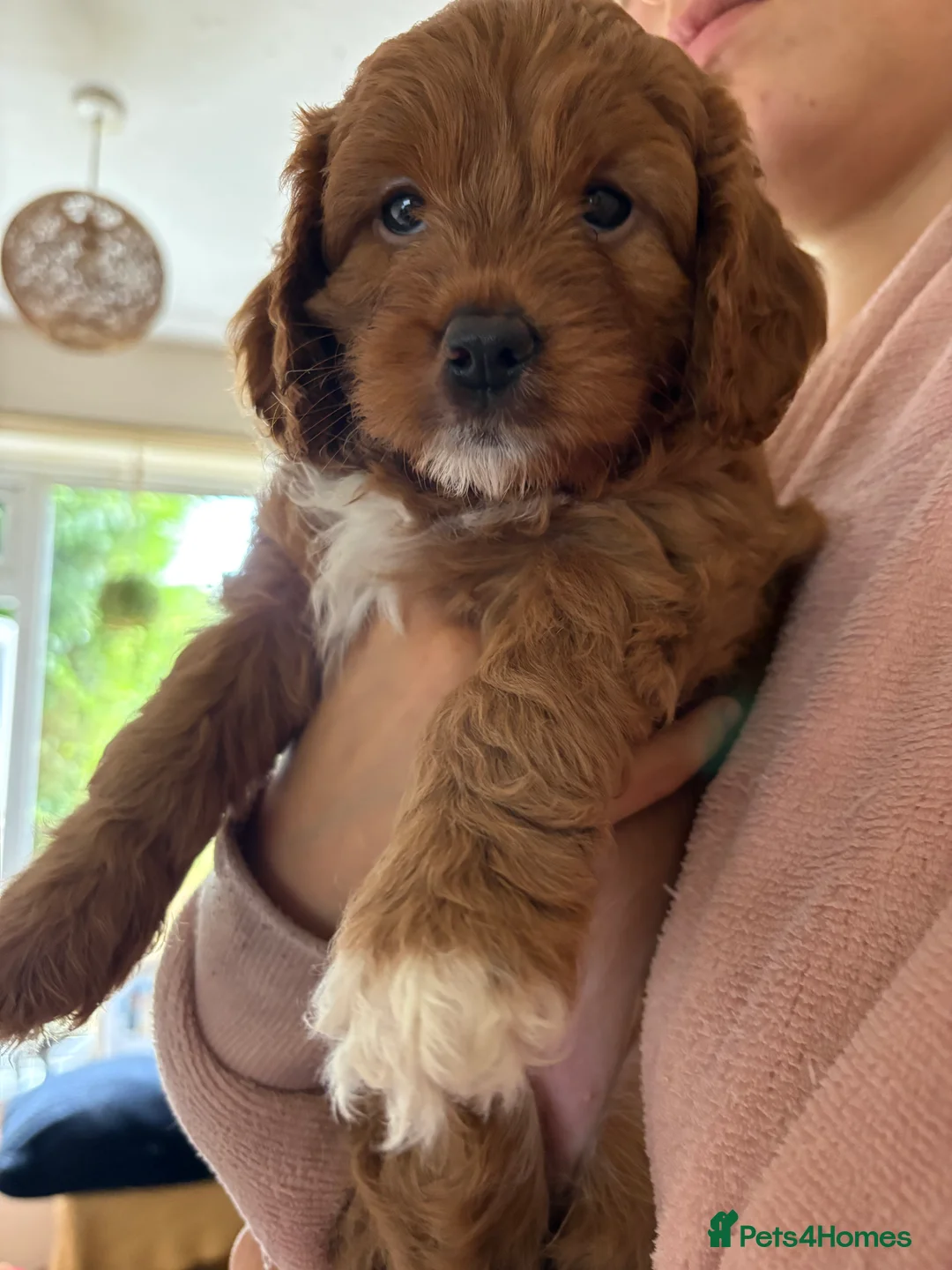 Cavapoo dogs for sale: 3 Female Cavapoos for sale  - Advert 1