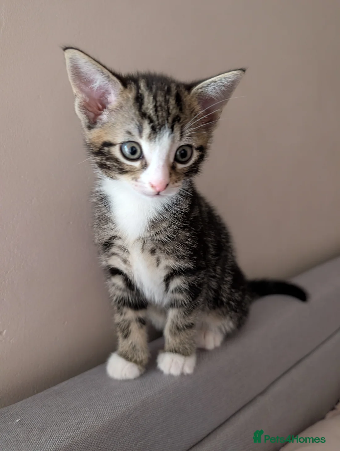 Mixed Breed cats for sale: Beautiful kittens  in Southampton - Advert 28