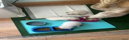 Ragdoll cats for sale: 3 Lilac Blue Ragdoll Little Girls 9wks old  in Colchester - Advert 7
