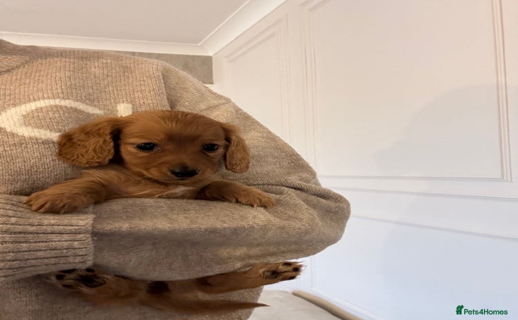 Miniature Dachshund dogs - Advert 3