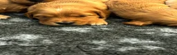 Golden Retriever dogs for sale: 🌟DNA clear, super dark, golden puppies 🌟 - Advert 8