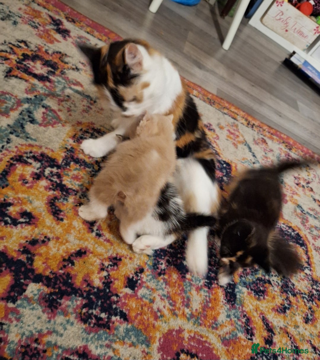 Mixed Breed cats for sale: Mixed Breed girls from dna health tested mum - Image 3