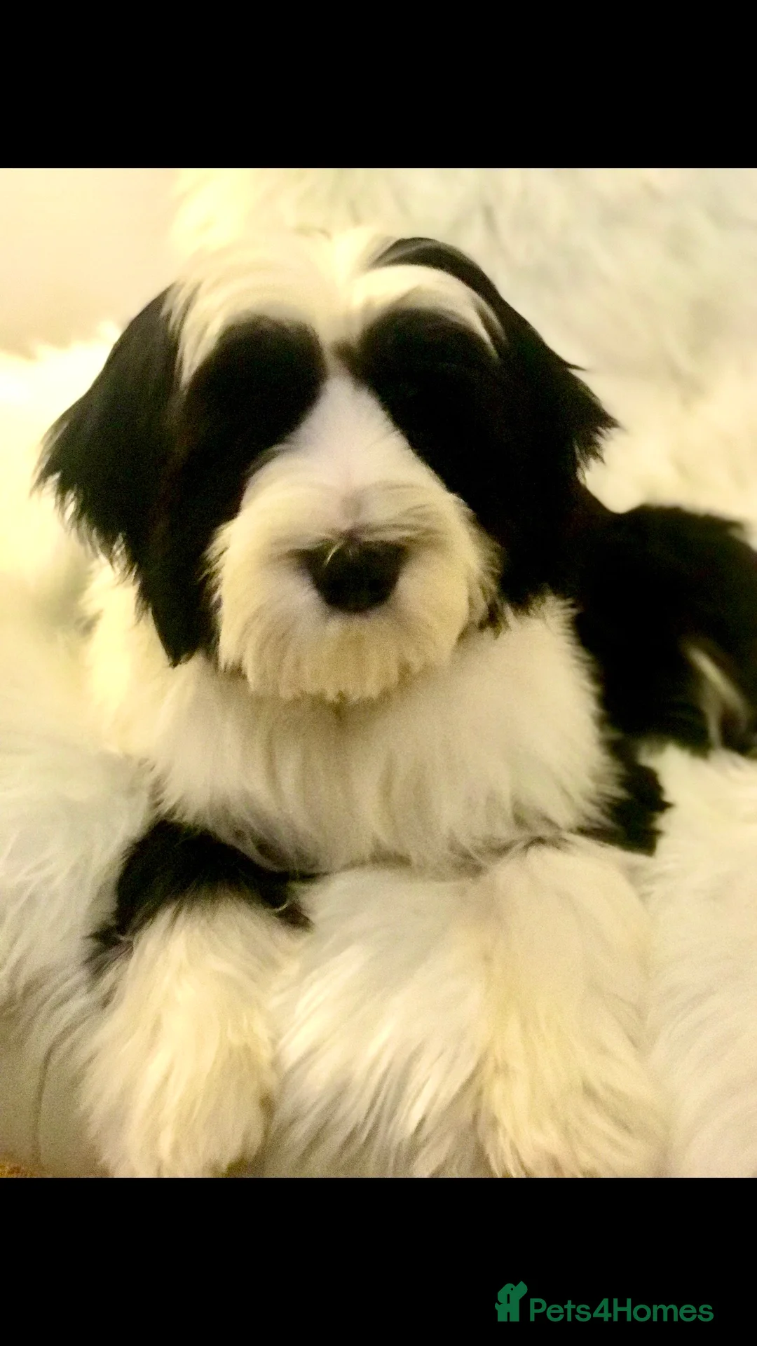 Tibetan Terrier dogs for stud: Araki Fabulous Fergus Extensive Health Tests  - Advert 8