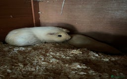 Guinea Pig rodents for sale: Female guinea pigs - Image 2