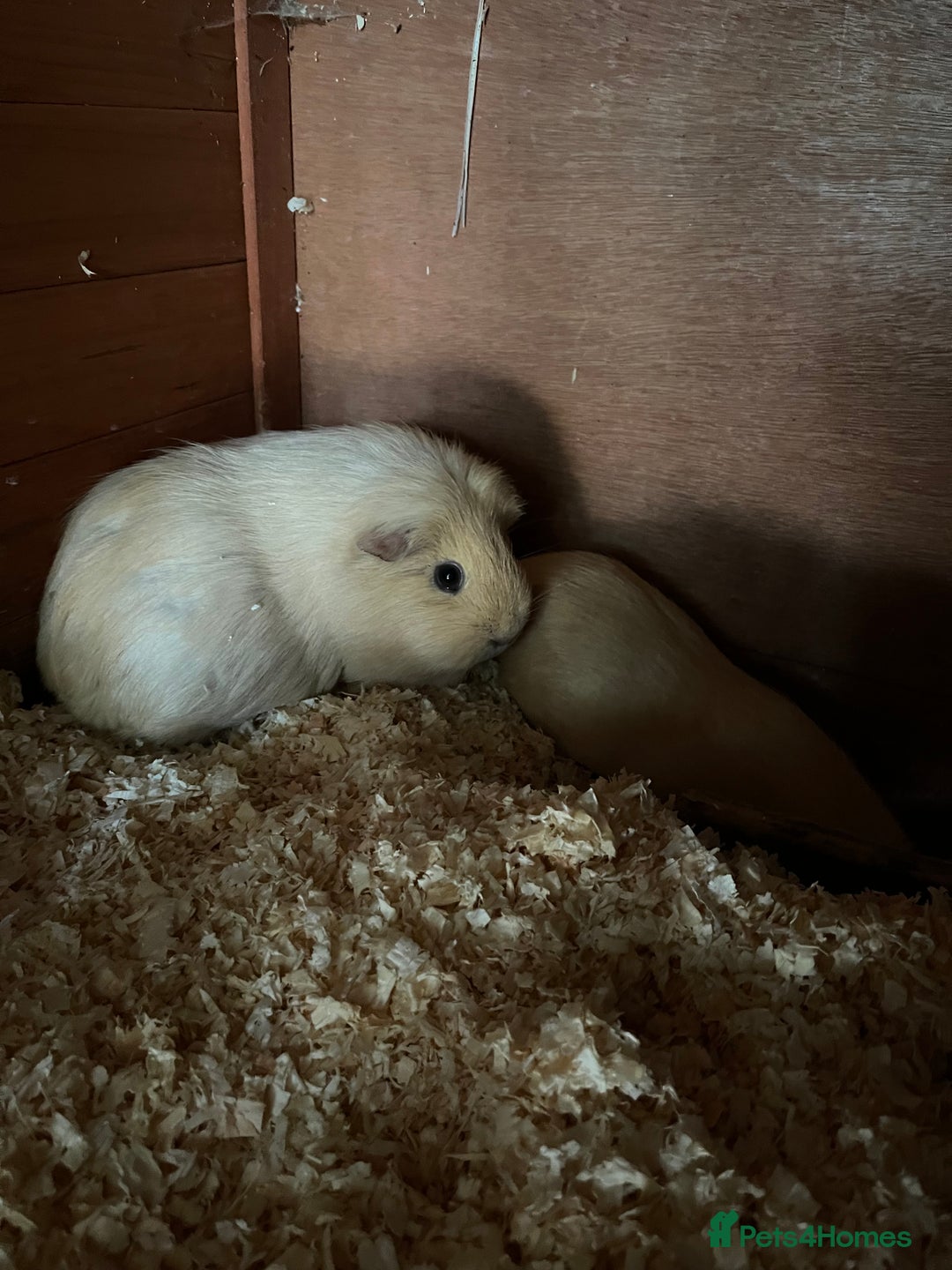 Guinea Pig rodents for sale: Female guinea pigs - Image 2