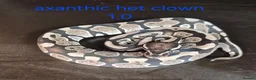 Python Snake reptiles for sale: Mixed juvinile royals - Advert 20