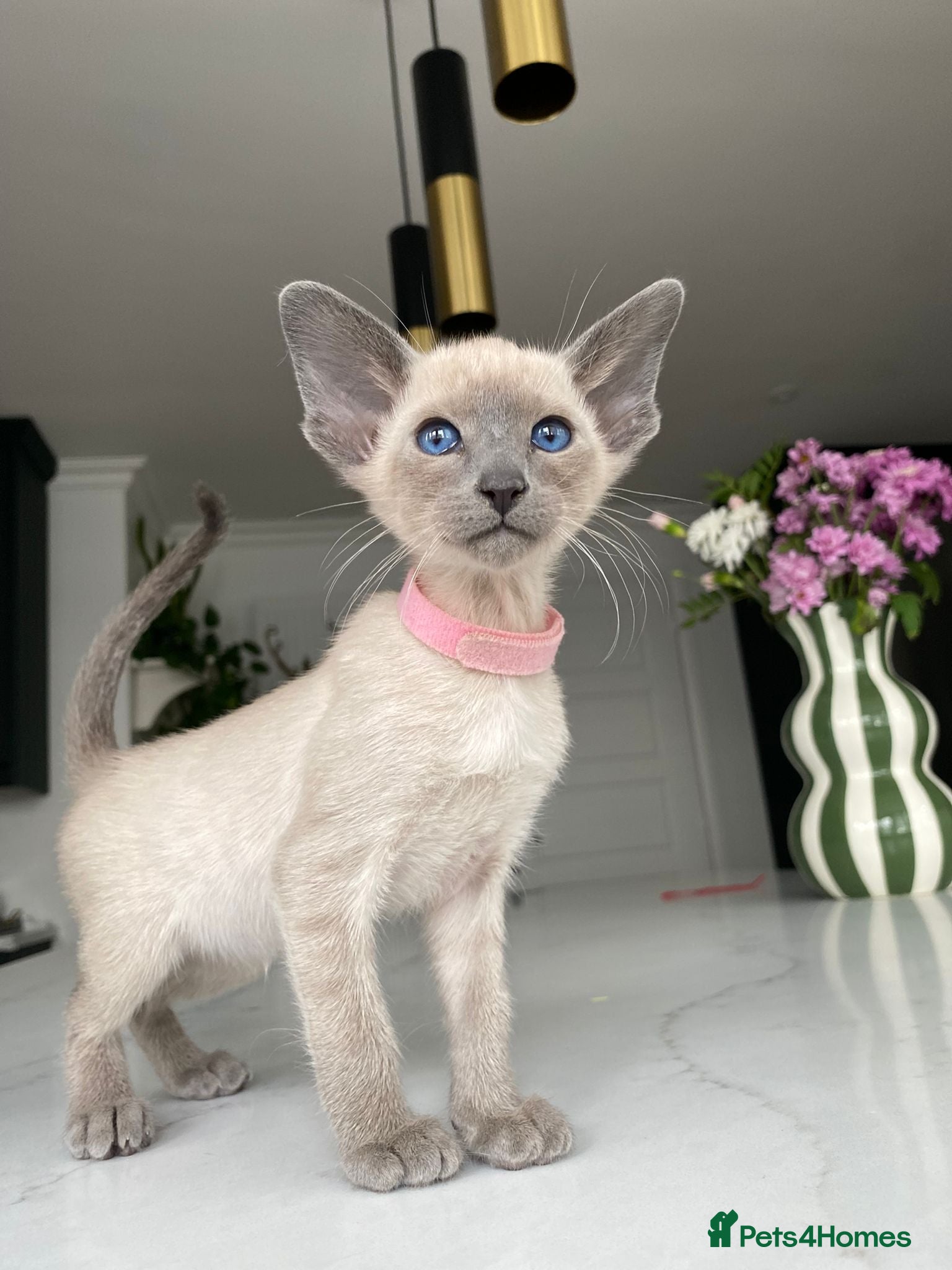 Siamese cats Pedigree GCCF Registered Siamese Kittens  - Advert 3