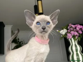 Siamese cats Pedigree GCCF Registered Siamese Kittens - Advert 3