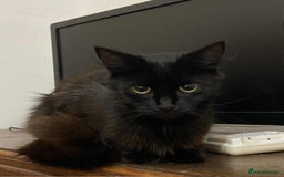 Mixed Breed cats for adoption: Loving Beauty is looking for her forever family - Image 2