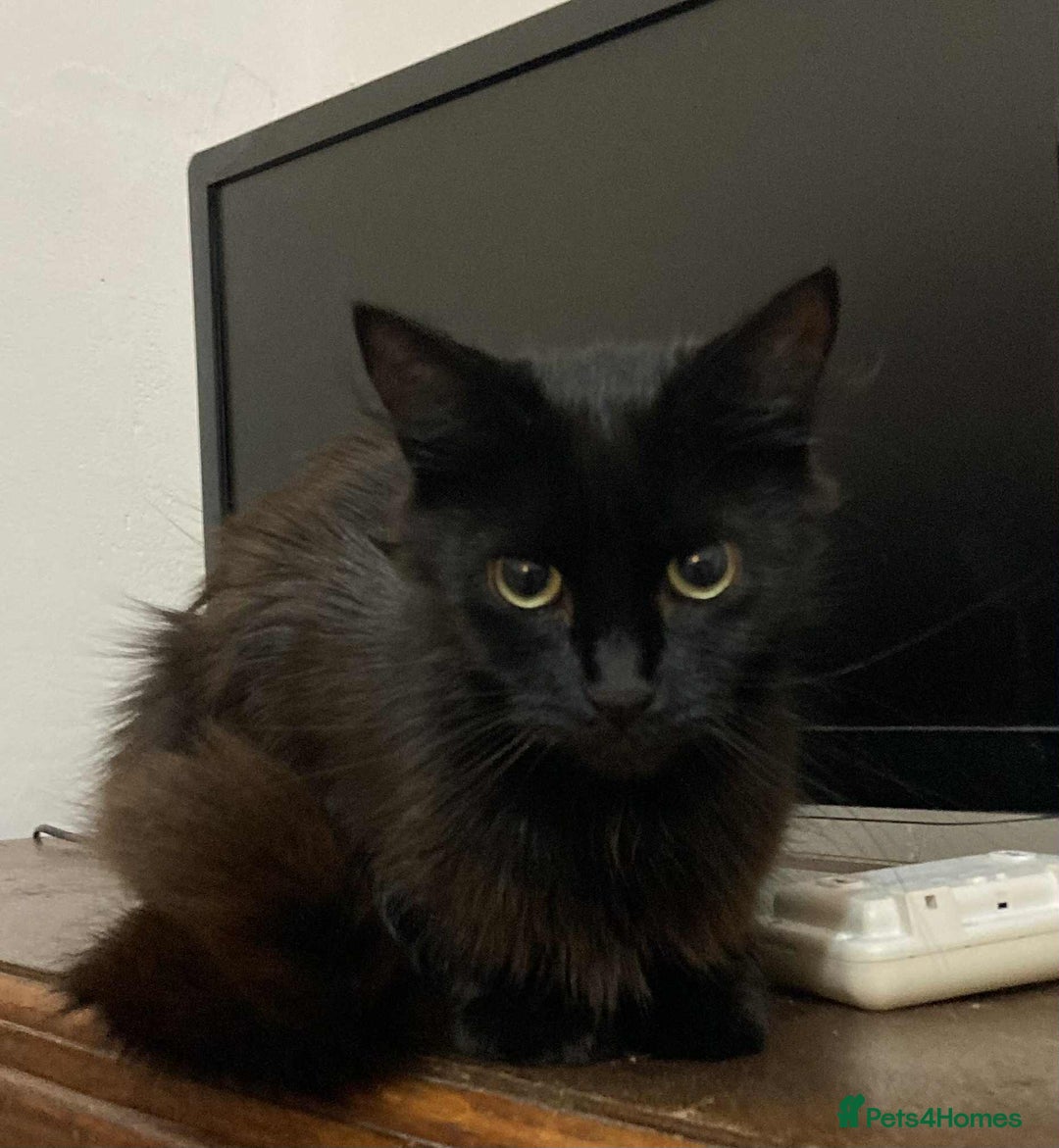 Mixed Breed cats for adoption: Loving Beauty is looking for her forever family - Image 2
