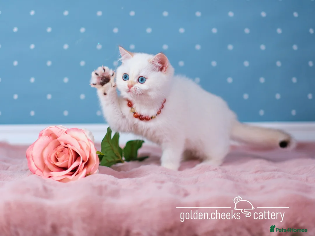 British Shorthair cats for sale: British Shorthair & Longhair Kittens - Advert 4