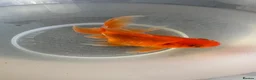 Goldfish fish for sale: Gold Fish cold water Essex in South Ockendon - Advert 1