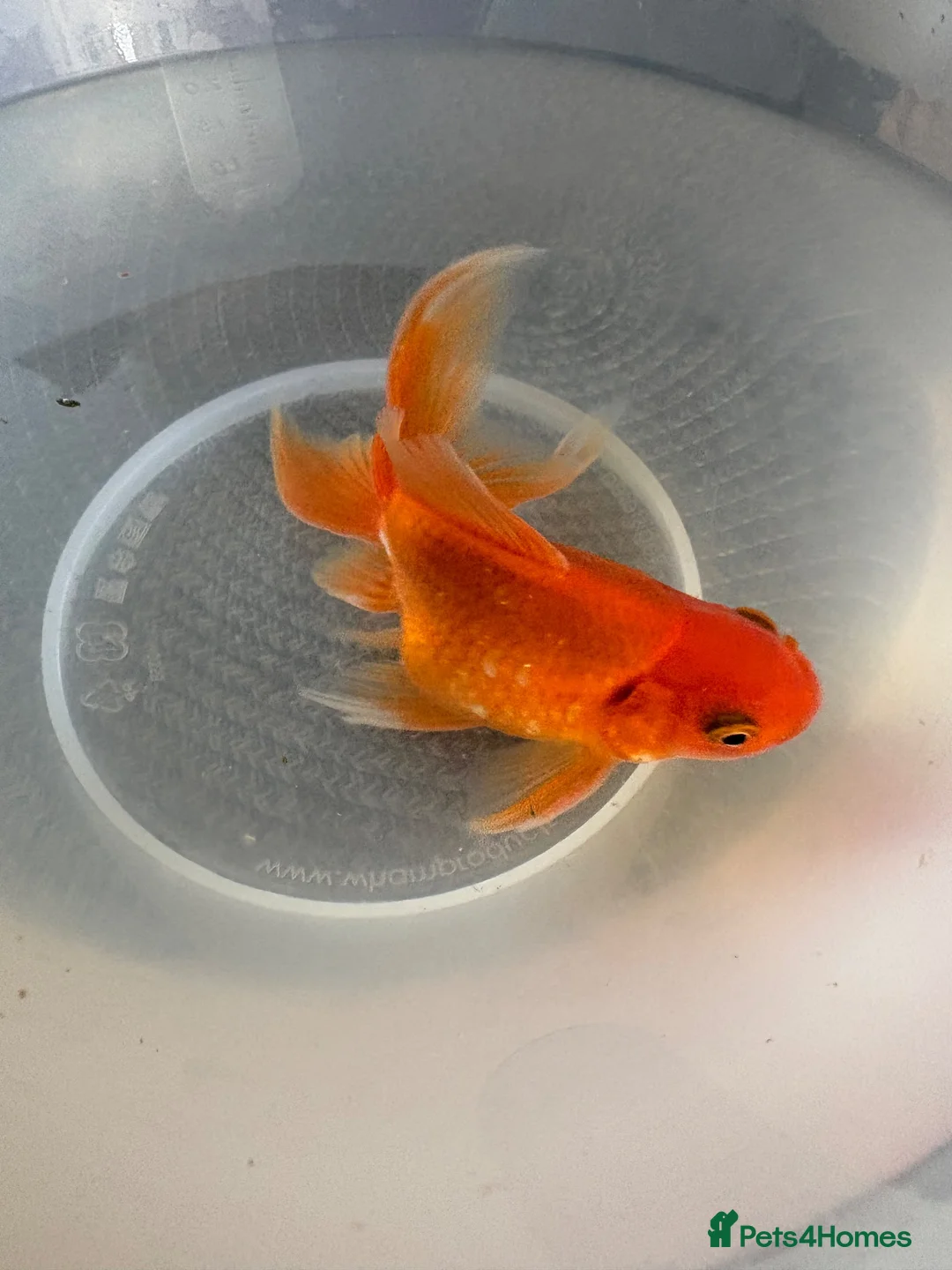 Goldfish fish for sale: Gold Fish cold water Essex in South Ockendon - Advert 1