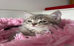 British Shorthair cats for sale: 5 Adorable British Shorthair Kittens - Image 16