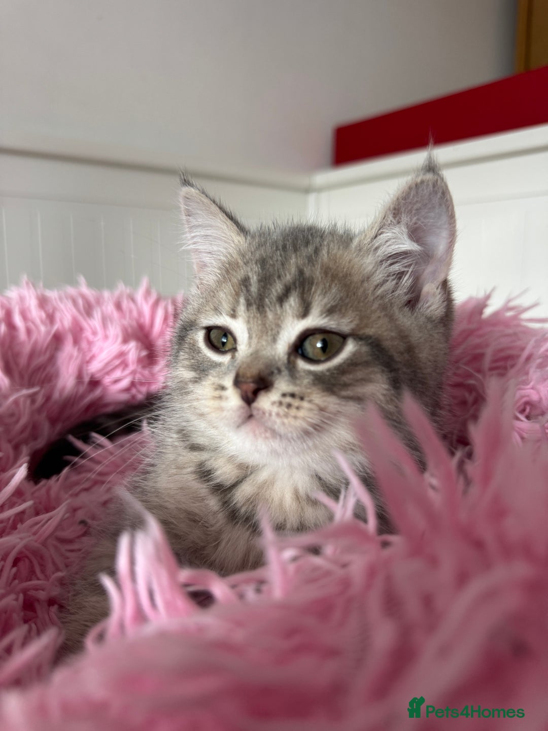 British Shorthair cats for sale: 5 Adorable British Shorthair Kittens - Image 16