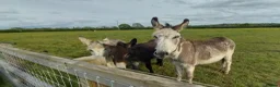 Donkey livestock for sale: 5 year old coloured gelding donkey - Advert 1