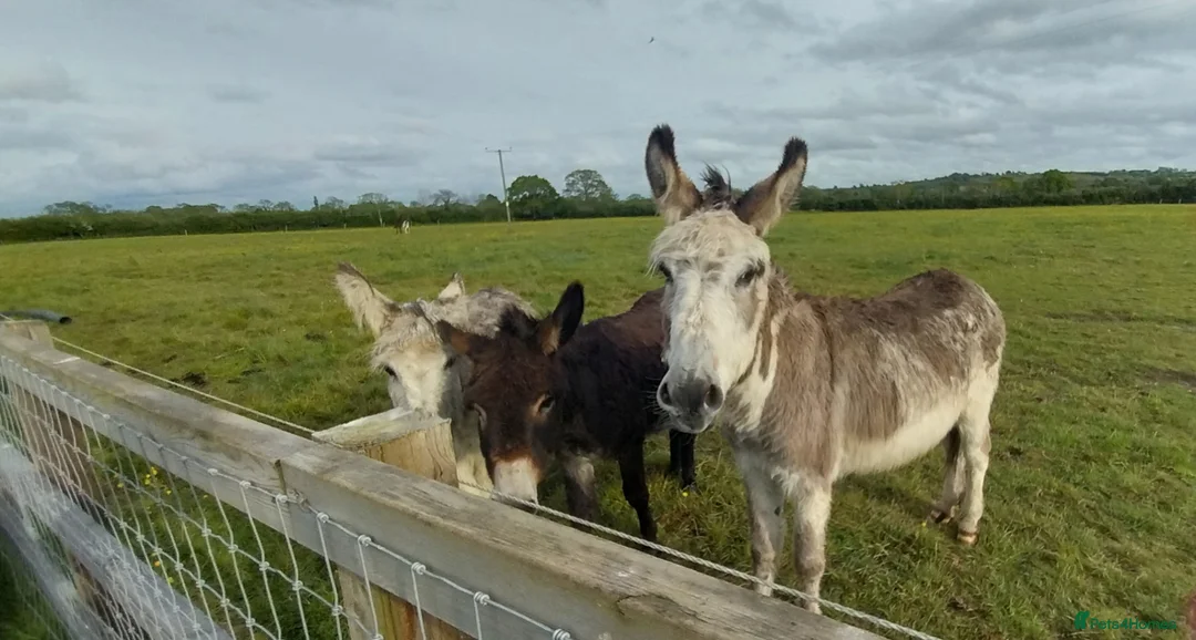 Donkey livestock for sale: 5 year old coloured gelding donkey - Advert 1