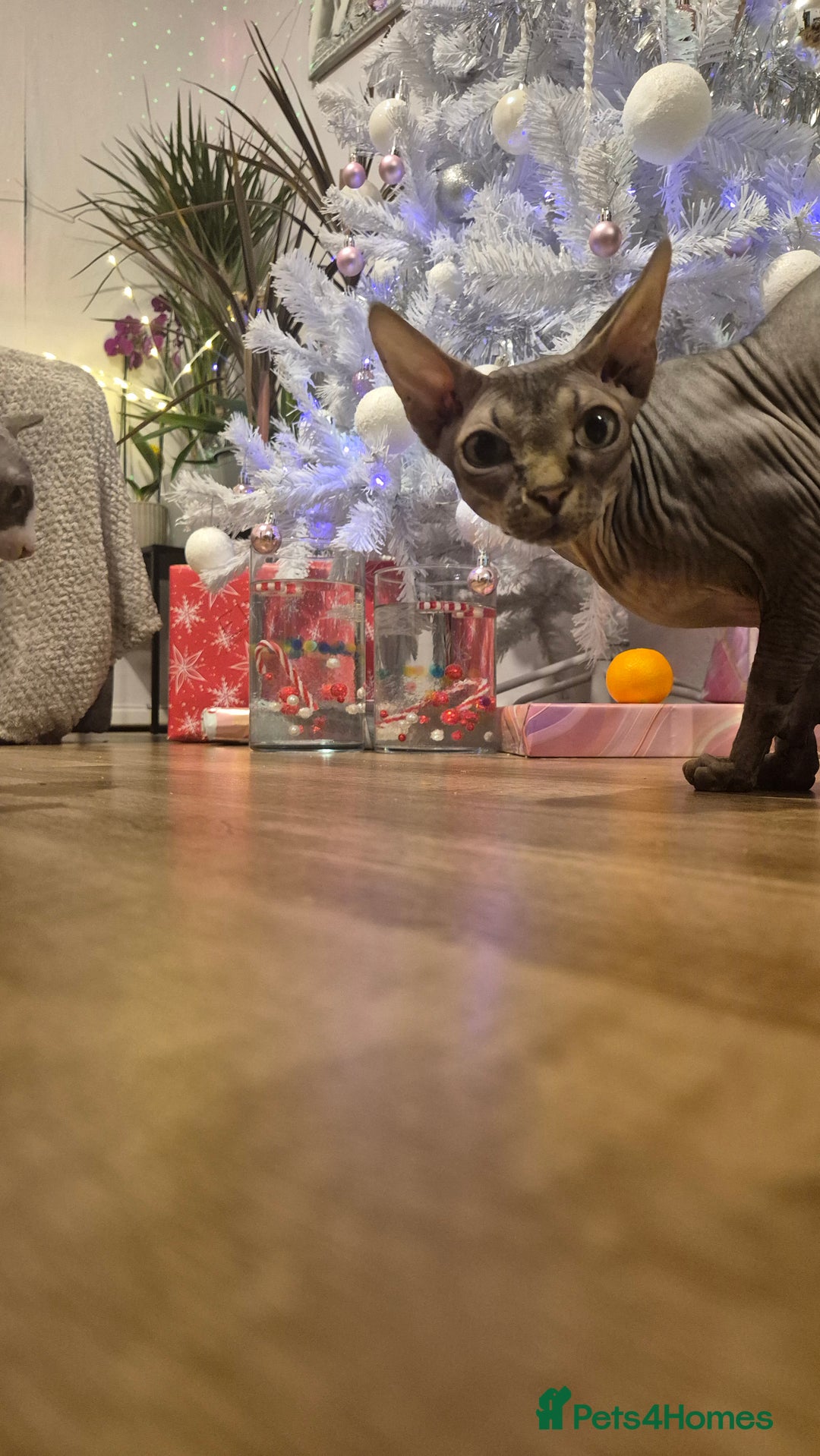 Sphynx cats for sale: Exclusive Sphynx Kittens Looking for Forever Homes - Advert 3