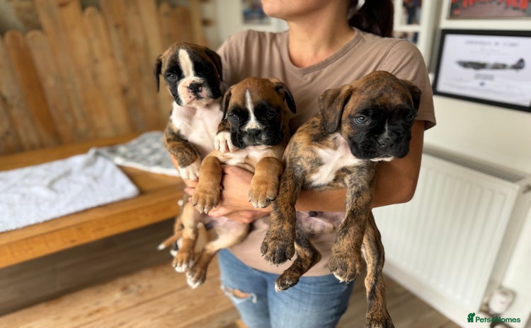 Boxer dogs - Advert 1