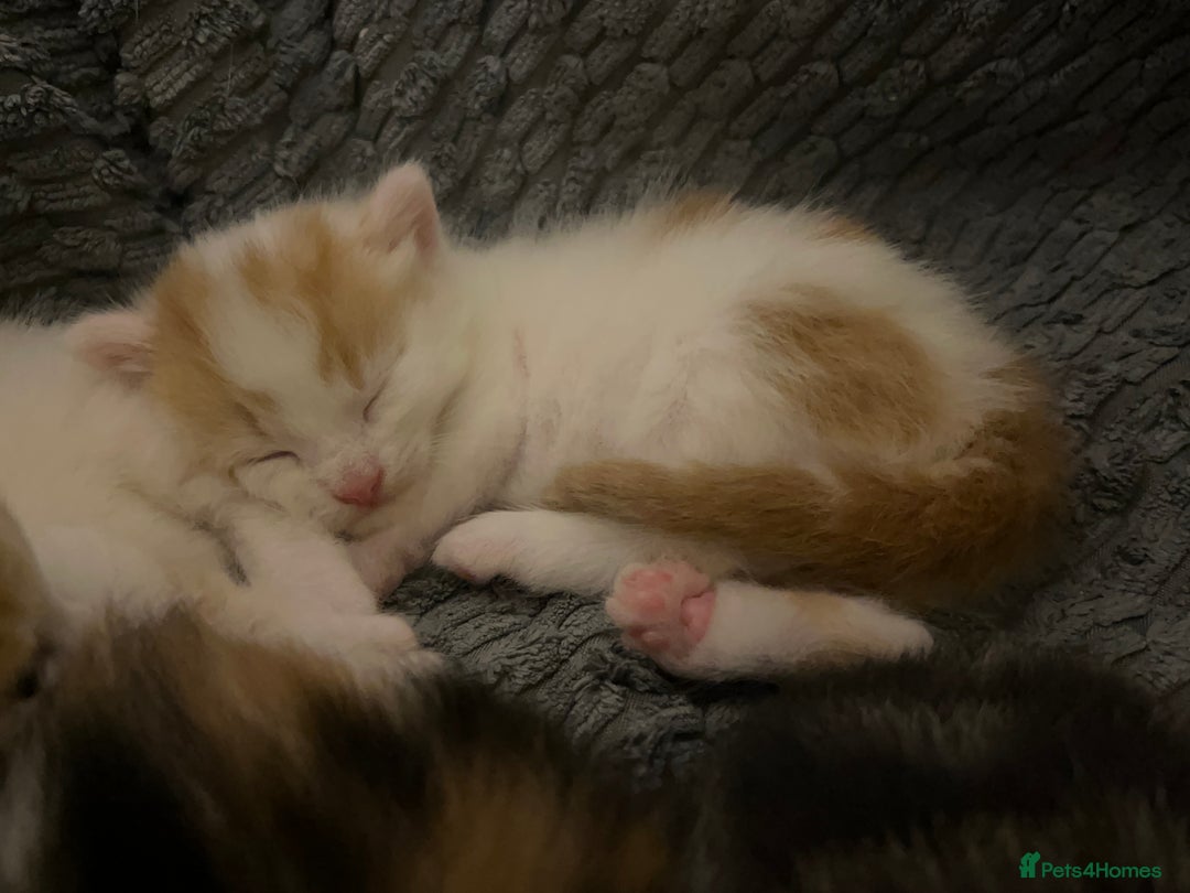 Mixed Breed cats for sale: Mixed breed kittens loving for their forever home - Advert 18