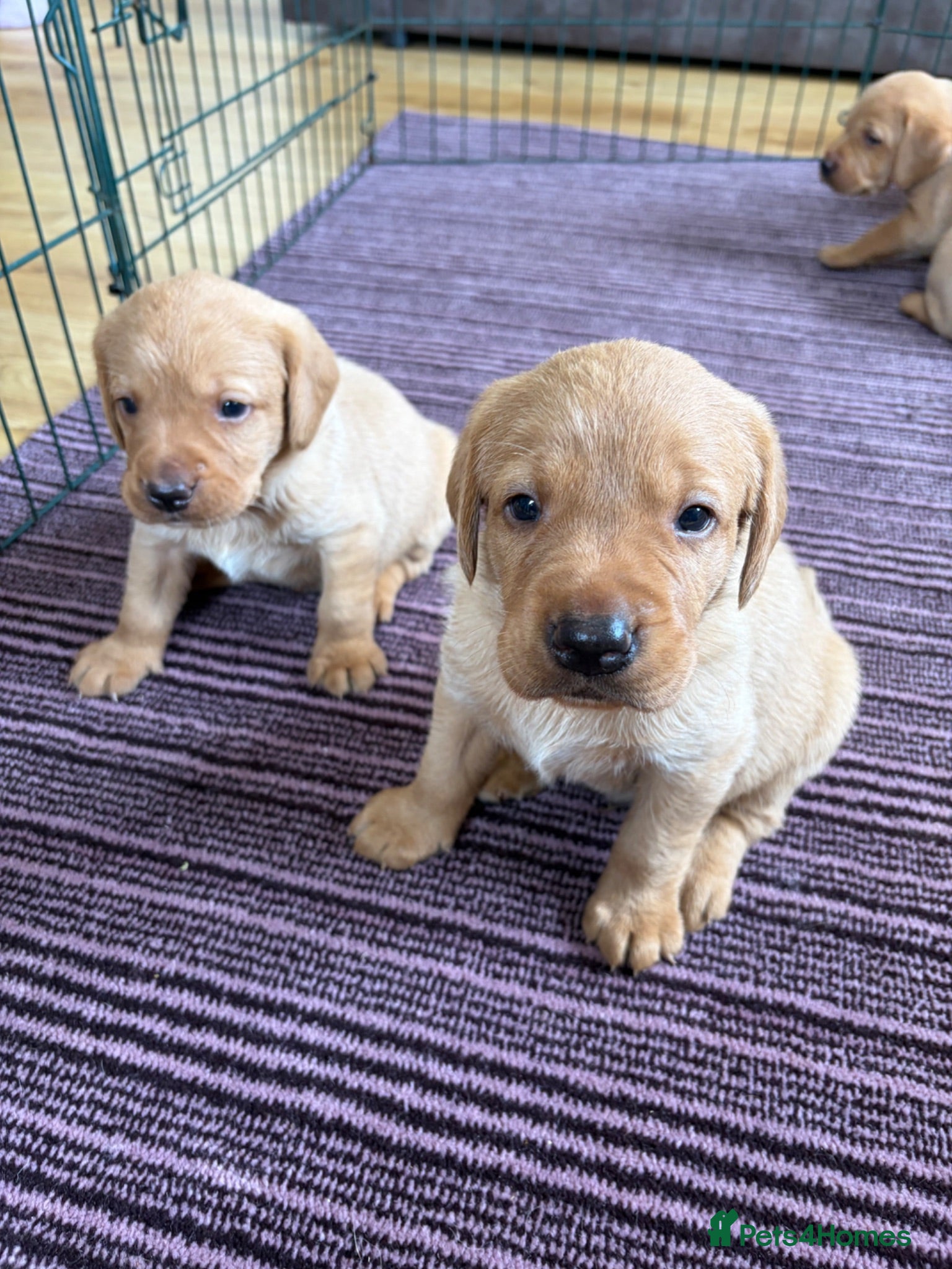 Labrador Retriever dogs Fox red Labrador puppies for sale  - Advert 1