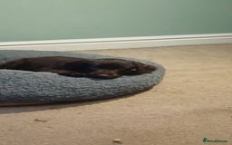 Mixed Breed dogs for sale: Six beautiful cockerpoos - Image 1