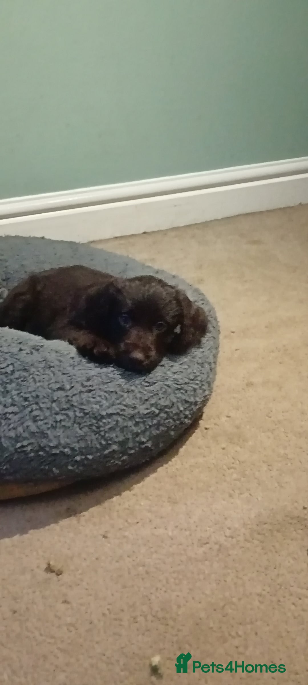 Mixed Breed dogs for sale: Six beautiful cockerpoos - Image 1