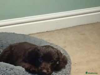 Mixed Breed dogs - Advert 13