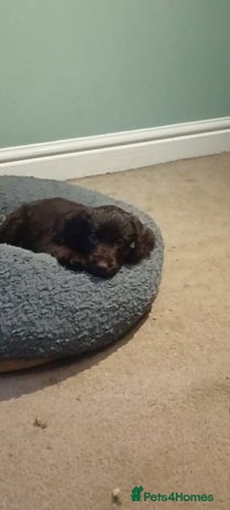 Mixed Breed dogs - Advert 2