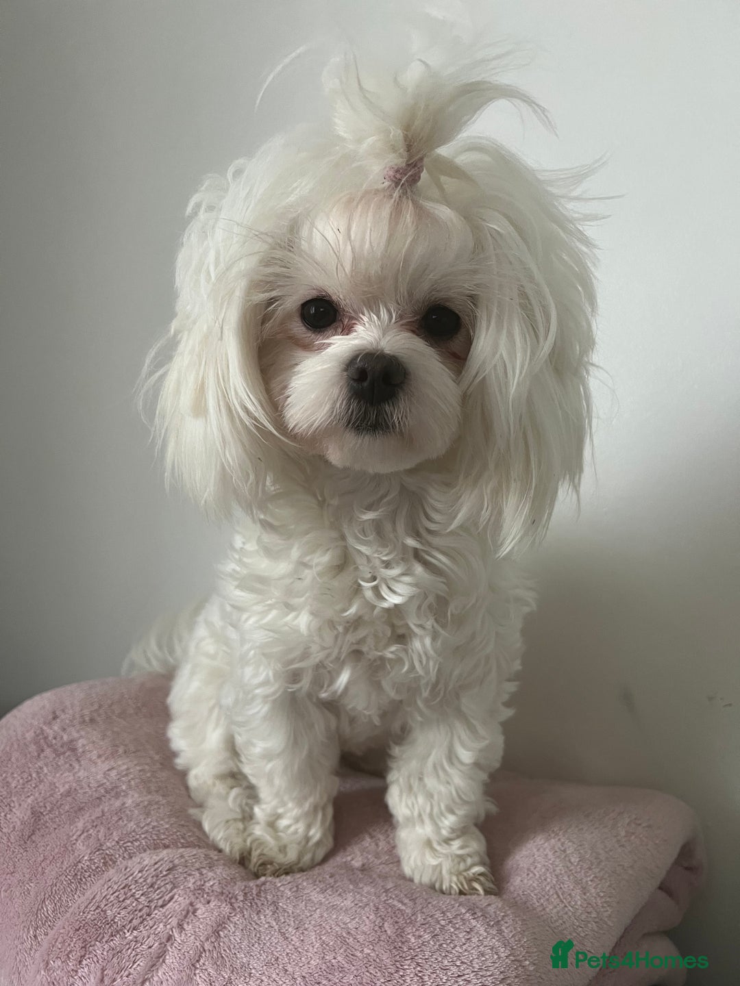 Maltipoo dogs for sale: Beautiful Tiny Maltipoo 3 girls 1 boy  - Image 10