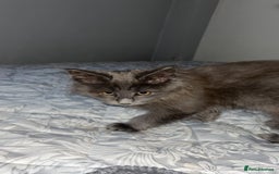 Maine Coon cats for sale: Atlas (Smokey Blue/Grey Maine Coon  - Image 4