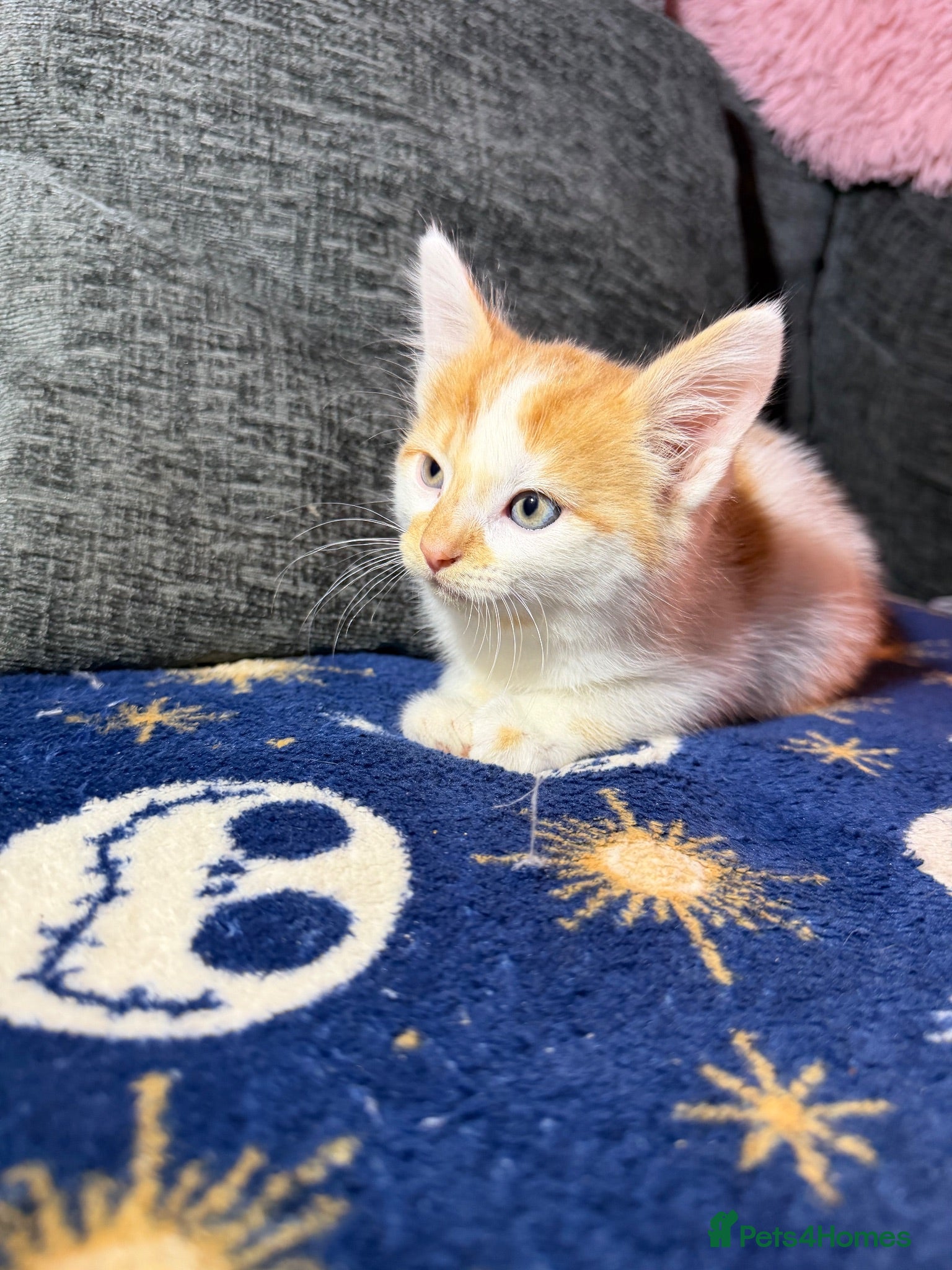 Mixed Breed cats Gorgeous white ginger tabby male kitten for sale  - Advert 1