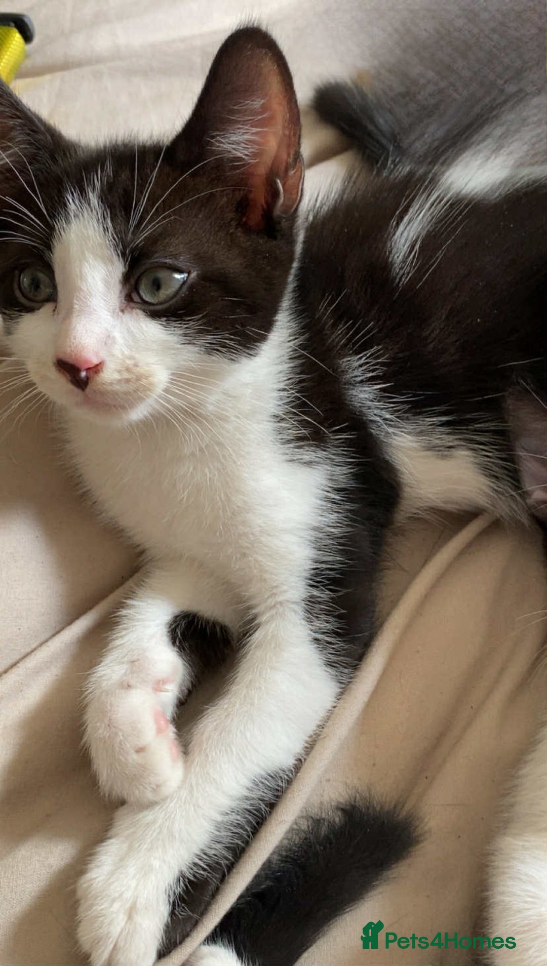 Mixed Breed cats for sale: Cat mixed  - Image 6