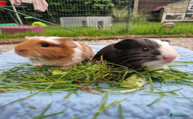 Guinea Pig rodents in Darwen - Advert 1