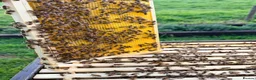 Mixed Breed invertebrates for sale: 6 Frame Overwintered National Nucleus of Bees 2027 - Advert 16