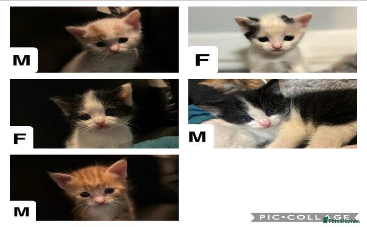 Domestic Shorthair cats - Advert 2