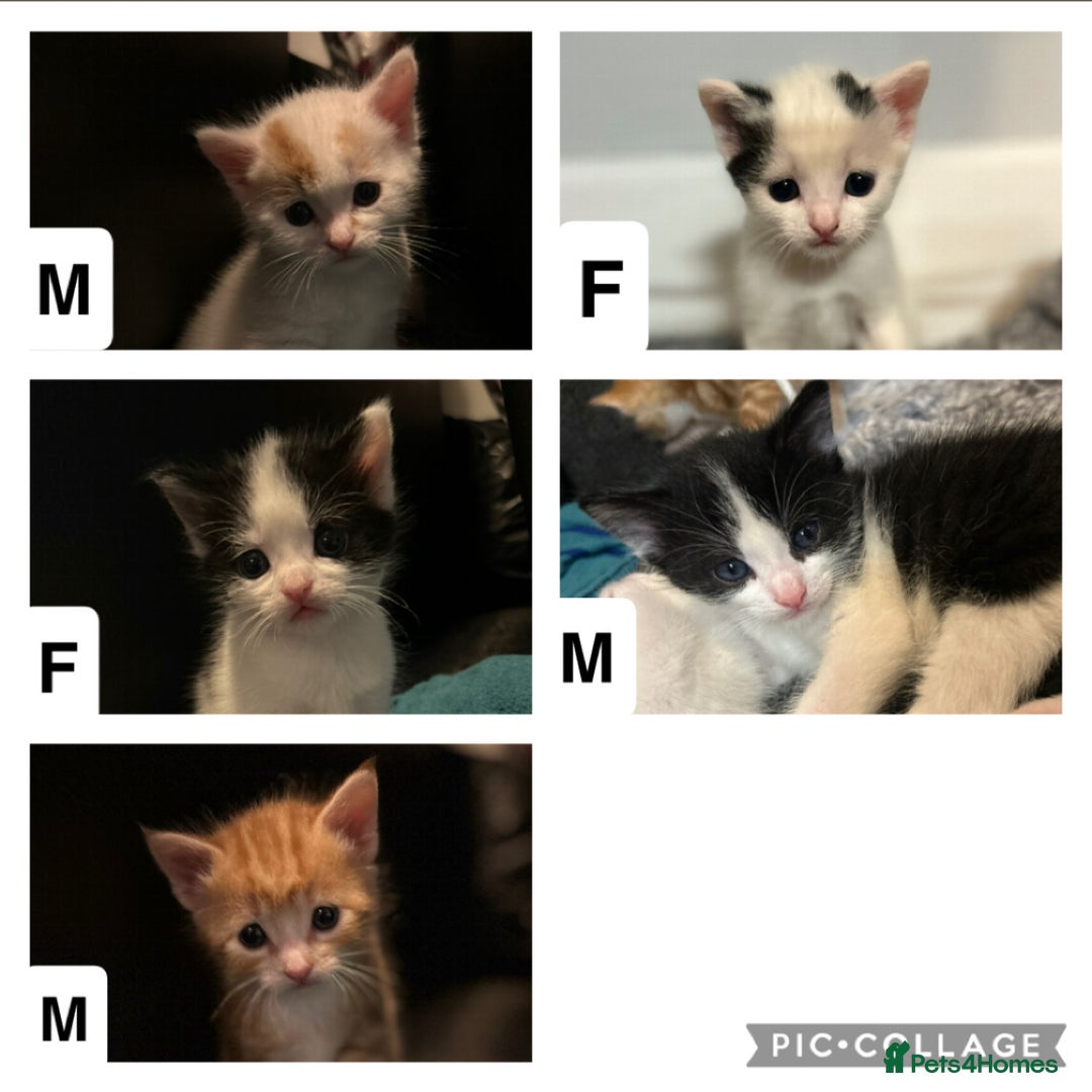 Domestic Shorthair cats for sale: Kittens for sale  - Image 1