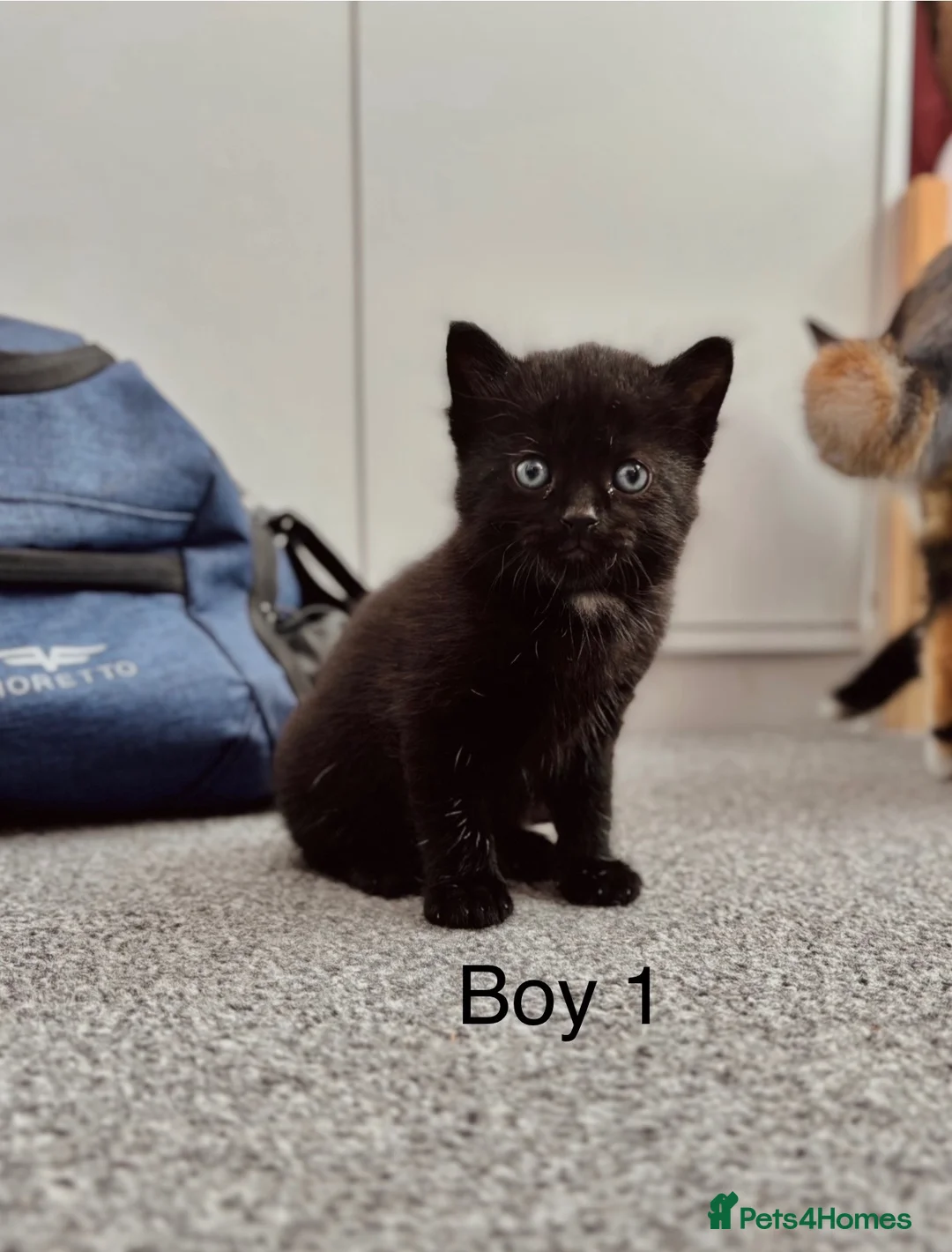 Domestic Shorthair cats for sale: 2 Beautiful Kittens - READY NOW - Advert 6