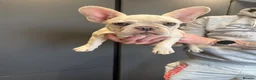 French Bulldog dogs for sale: French bulldog puppies in Dumfries - Advert 3