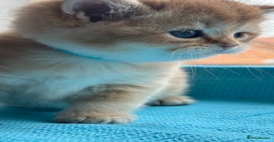 British Shorthair cats - Advert 14