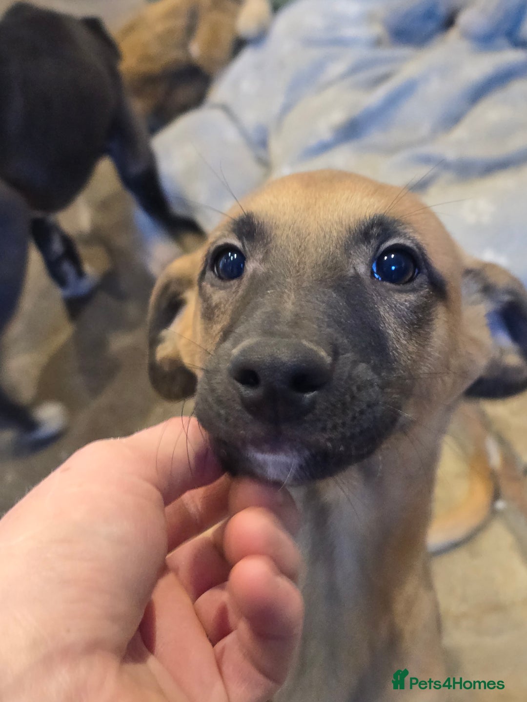 Whippet dogs for sale: 2 whippet dog pups - Advert 6