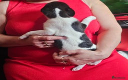 Pomchi dogs for sale: black and white pomchi puppy - Image 2