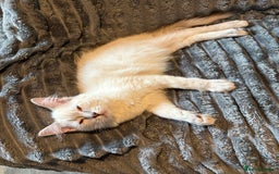 Ragdoll cats for sale: GCCF Beautiful Ragdoll Kittens - Image 23